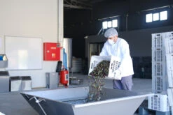 Grillfürst Feinkost - Olivenöl Niz Olive Memecik - Nativ Extra - Mehrfach International Preisgekrönt - 500ml -Grillzubehörladen Niz Olive Olivenoel Ernte September